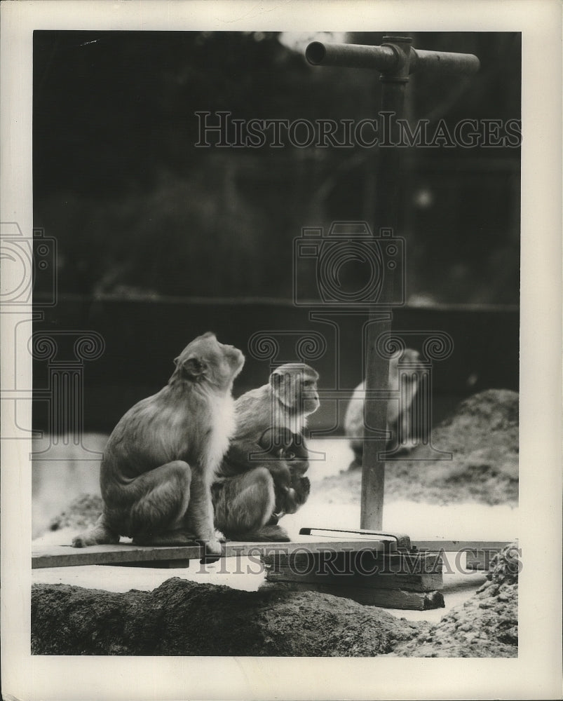 1947 Press Photo New Orleans Audubon Park Zoo - Three Rhesus Monkeys - nox04588
