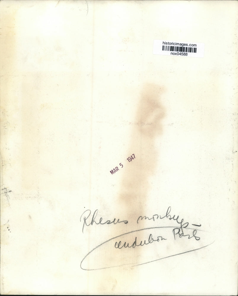 1947 Press Photo New Orleans Audubon Park Zoo - Three Rhesus Monkeys - nox04588