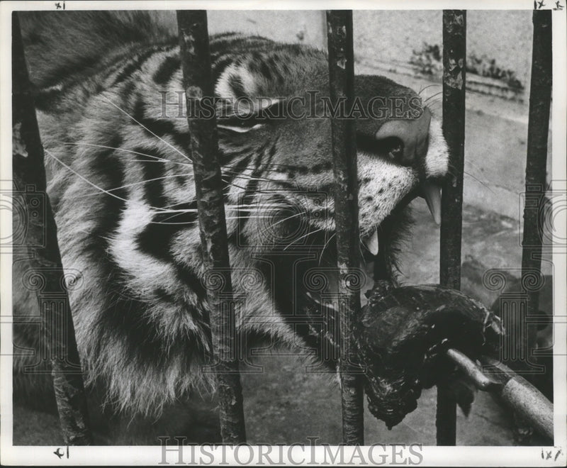 Load image into Gallery viewer, 1961 Press Photo Tiger named Peter Gunn gets worm capsules in chunk of horsemeat
