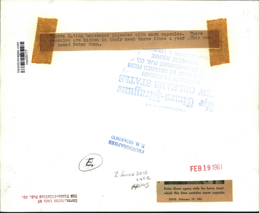 1961 Press Photo Tiger named Peter Gunn gets worm capsules in chunk of horsemeat