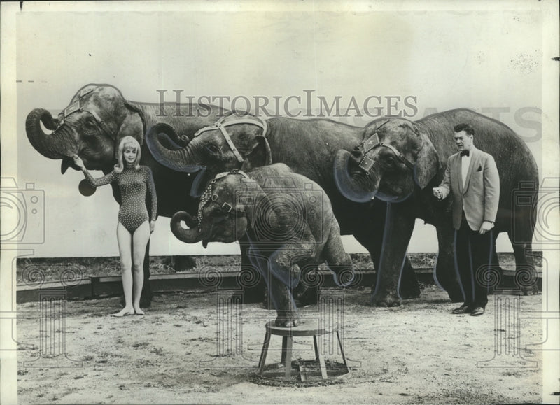 Load image into Gallery viewer, 1968 Press Photo Troupe of Elephants Perform for Bailey Bros. Circus - nox05669
