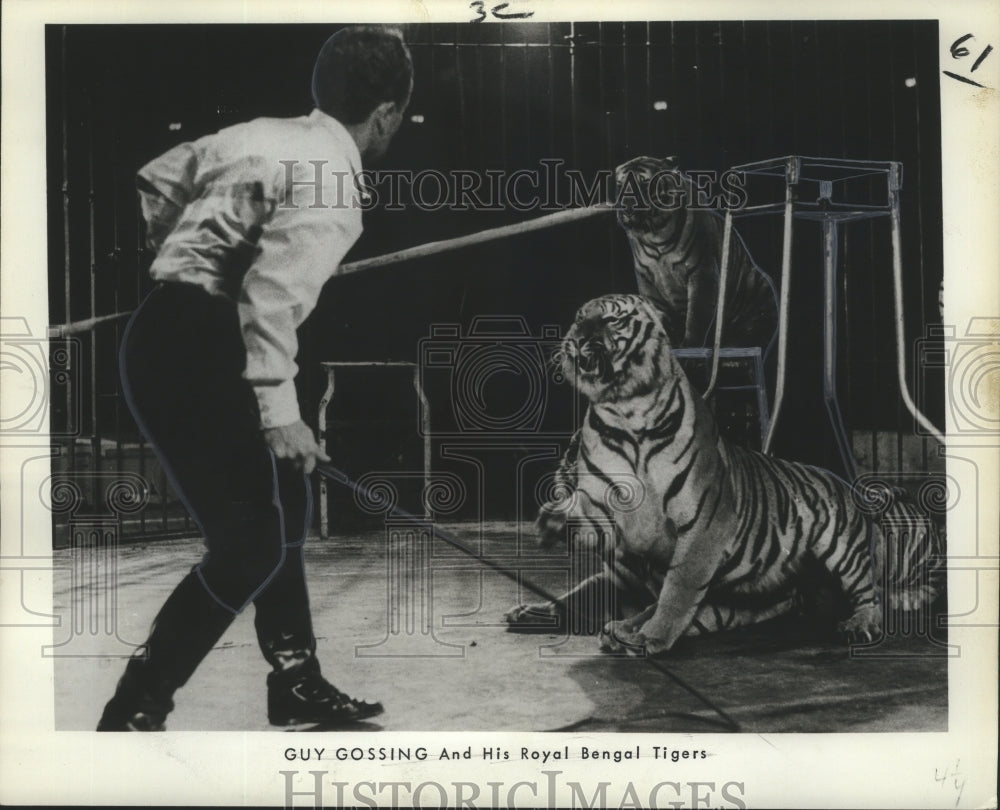 1969 Press Photo Guy Gossing &amp; Royal Bengal Tigers of Bailey Bros. Circus
