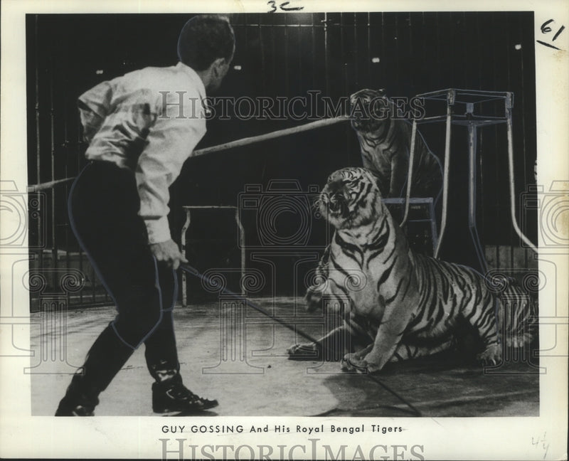 Load image into Gallery viewer, 1969 Press Photo Guy Gossing &amp; Royal Bengal Tigers of Bailey Bros. Circus
