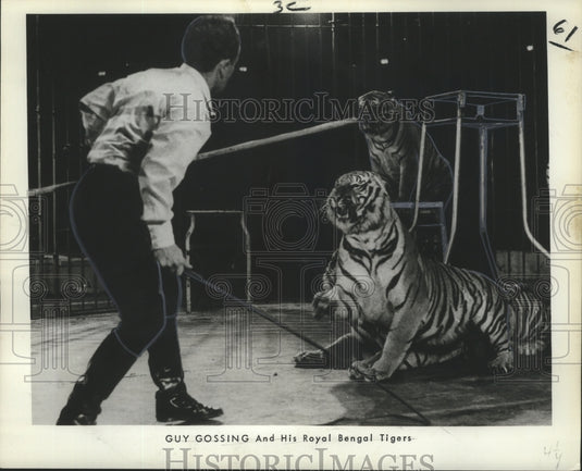 1969 Press Photo Guy Gossing & Royal Bengal Tigers of Bailey Bros. Circus