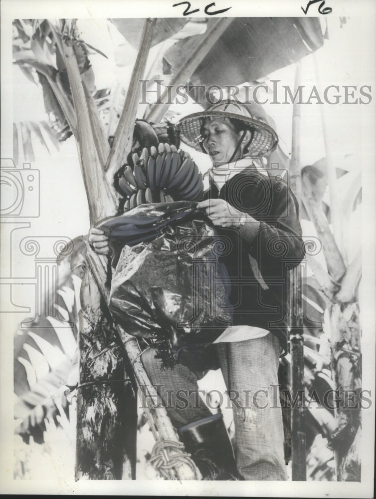 1969 Press Photo Chinese Worker Covers Banana Stalk on Tree in Formosa