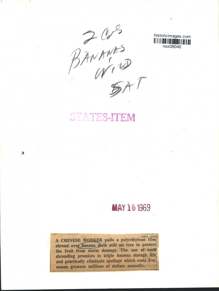 1969 Press Photo Chinese Worker Covers Banana Stalk on Tree in Formosa