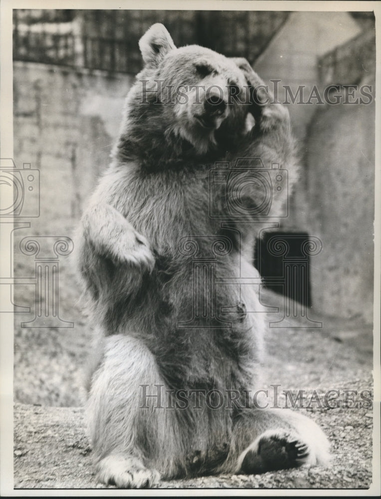 Load image into Gallery viewer, 1961 Press Photo Syrian Bear at London's Regent's Park Zoo, England - nox06319
