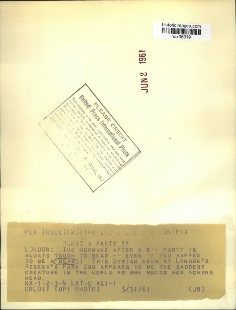 1961 Press Photo Syrian Bear at London's Regent's Park Zoo, England - nox06319