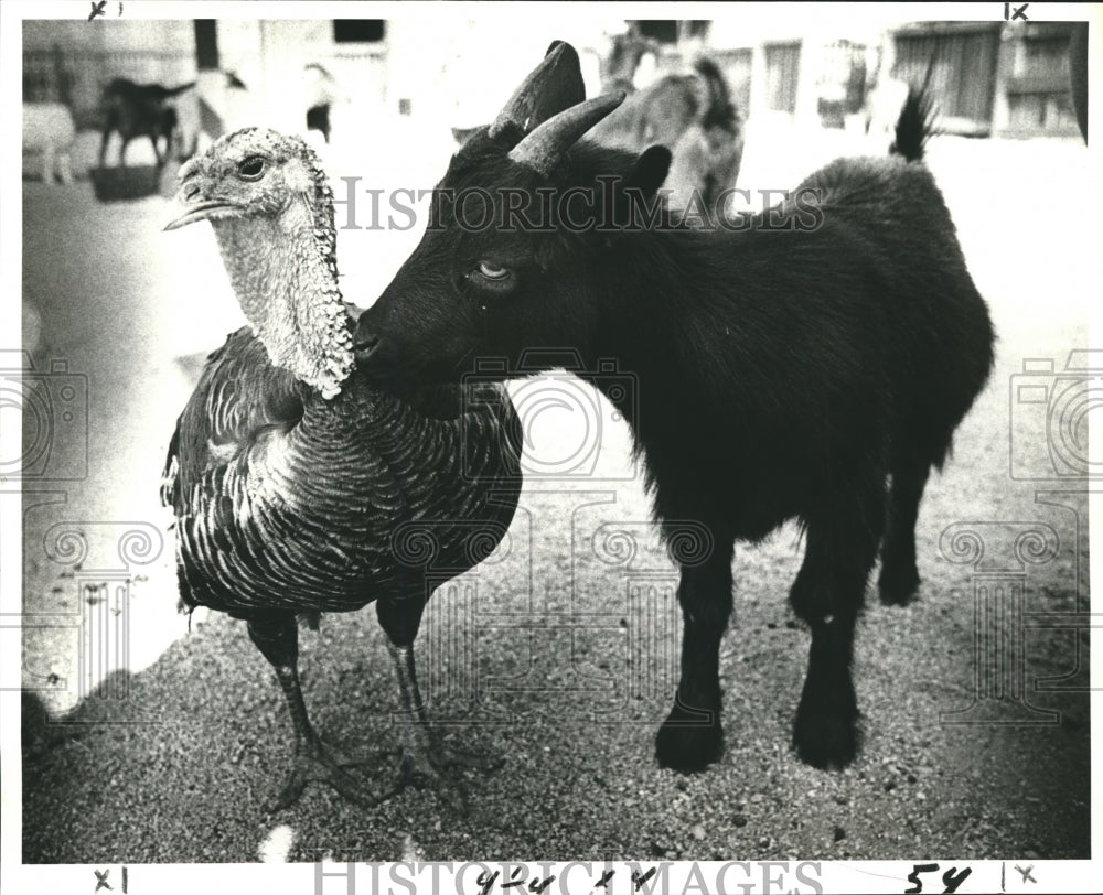 1981 Press Photo Audubon Park Zoo - Turkey and Pygmy Goat, New Orleans
