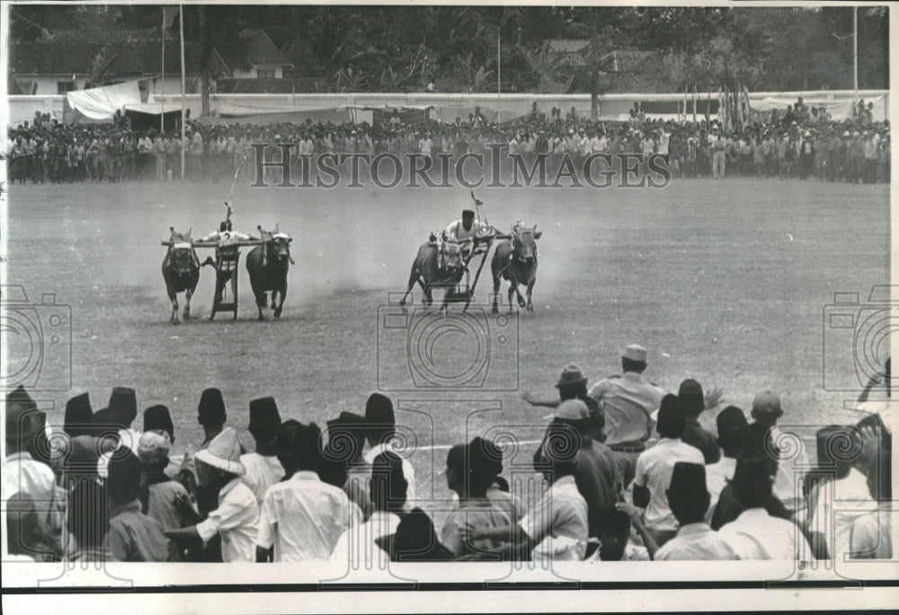 1969 Press Photo Indonesia - Two Teams of Bulls in Annual Race in Pemakasan