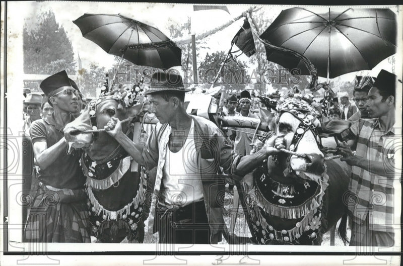 Load image into Gallery viewer, 1969 Press Photo Indonesia - Bull Owner Parades Brahmans at Race in Pemakansan
