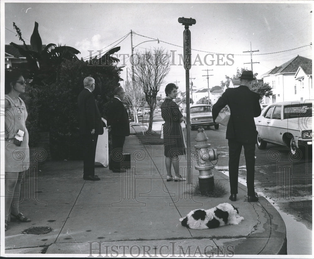 1970 Press Photo Black and White dog waits at the corner daily for the Postman