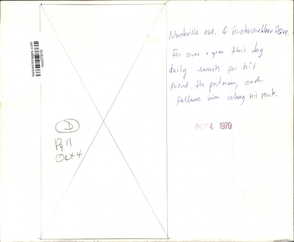 1970 Press Photo Black and White dog waits at the corner daily for the Postman