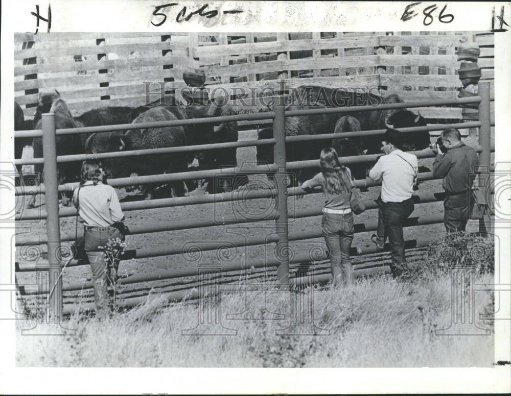 1973 Press Photo Animals - Annual Buffalo Roundup at National Bison Range Moiese