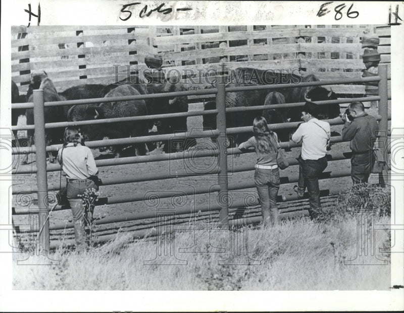 Load image into Gallery viewer, 1973 Press Photo Animals - Annual Buffalo Roundup at National Bison Range Moiese
