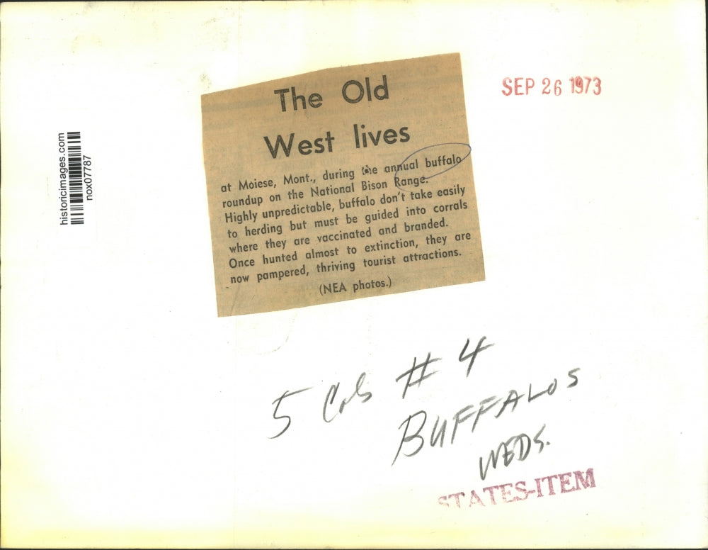 1973 Press Photo Animals - Annual Buffalo Roundup at National Bison Range Moiese