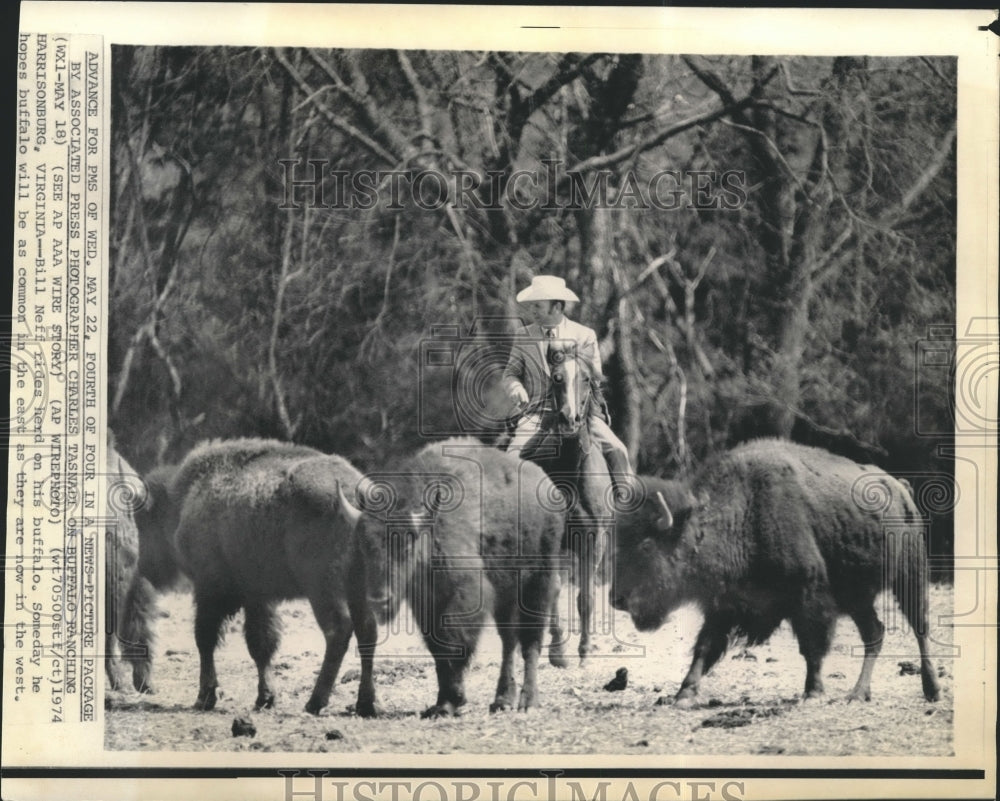 1974 Press Photo Animals- Bill Neff Rides Herd of Buffalo in Virginia