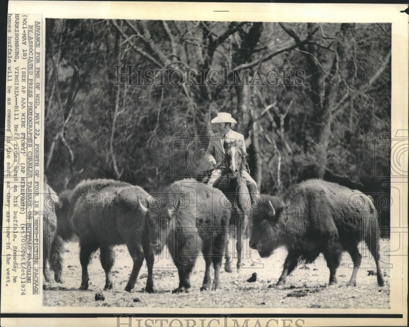 Load image into Gallery viewer, 1974 Press Photo Animals- Bill Neff Rides Herd of Buffalo in Virginia
