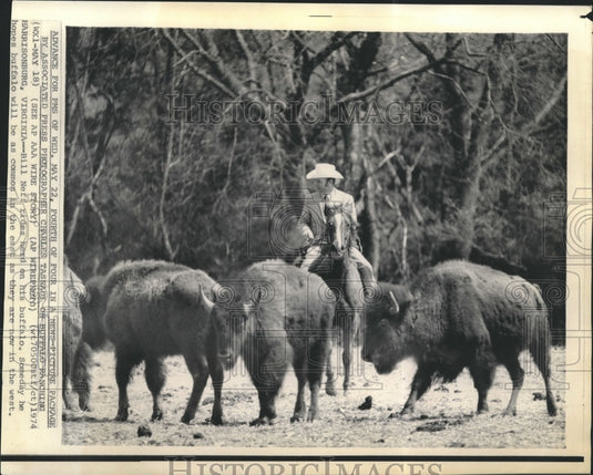1974 Press Photo Animals- Bill Neff Rides Herd of Buffalo in Virginia