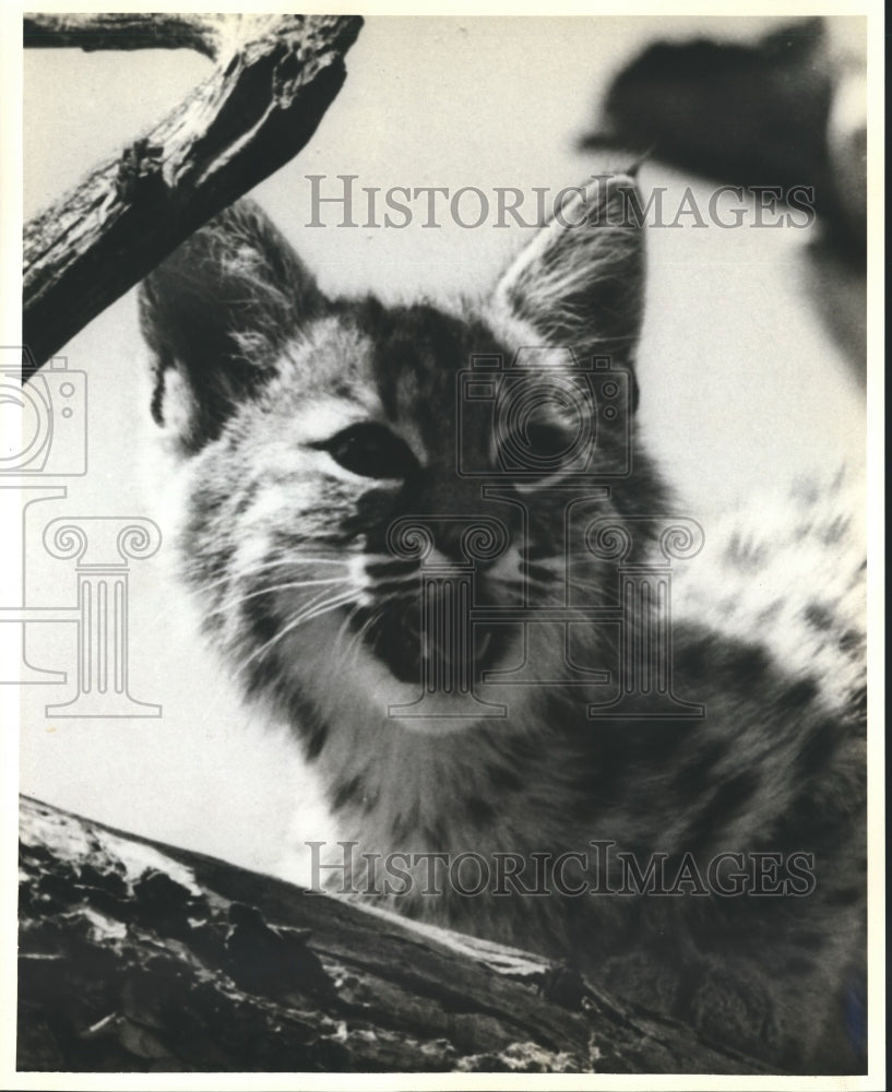 1978 Press Photo Baby Bobcat With Bared Teeth - nox08102