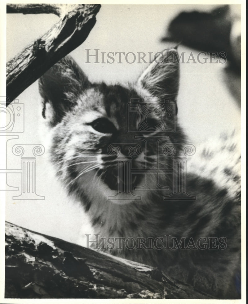 Load image into Gallery viewer, 1978 Press Photo Baby Bobcat With Bared Teeth - nox08102
