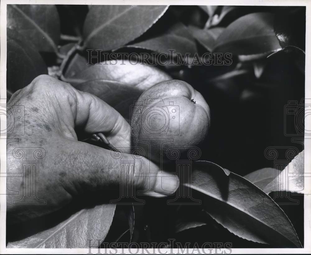 1961 Press Photo Mrs. John E. Thurman removes seed pod for camellia - nox09128