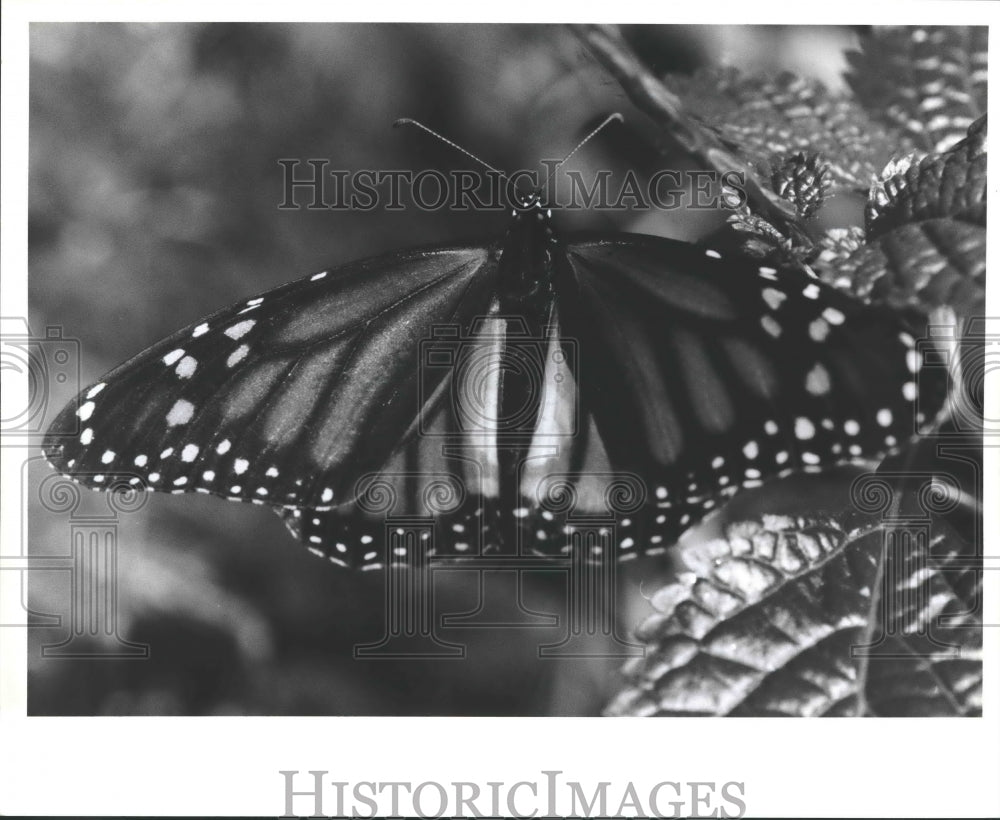 1995 Press Photo Monarch Butterfly at Audubon Zoo, New Orleans, Louisiana