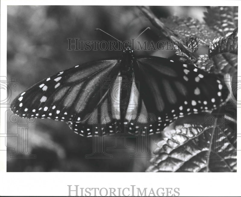 Load image into Gallery viewer, 1995 Press Photo Monarch Butterfly at Audubon Zoo, New Orleans, Louisiana
