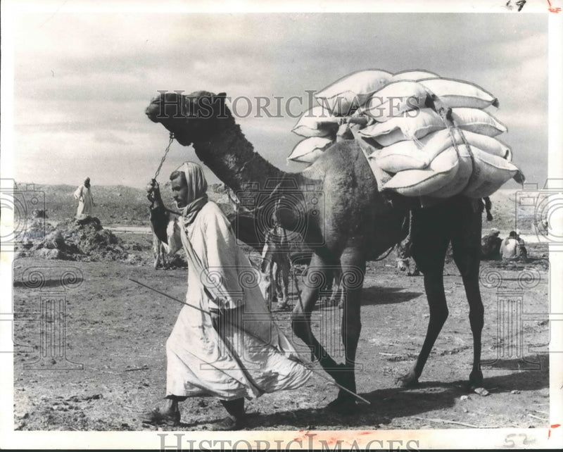 Load image into Gallery viewer, 1975 Press Photo Egypt - Camel Carries Flour Provided by United Nations
