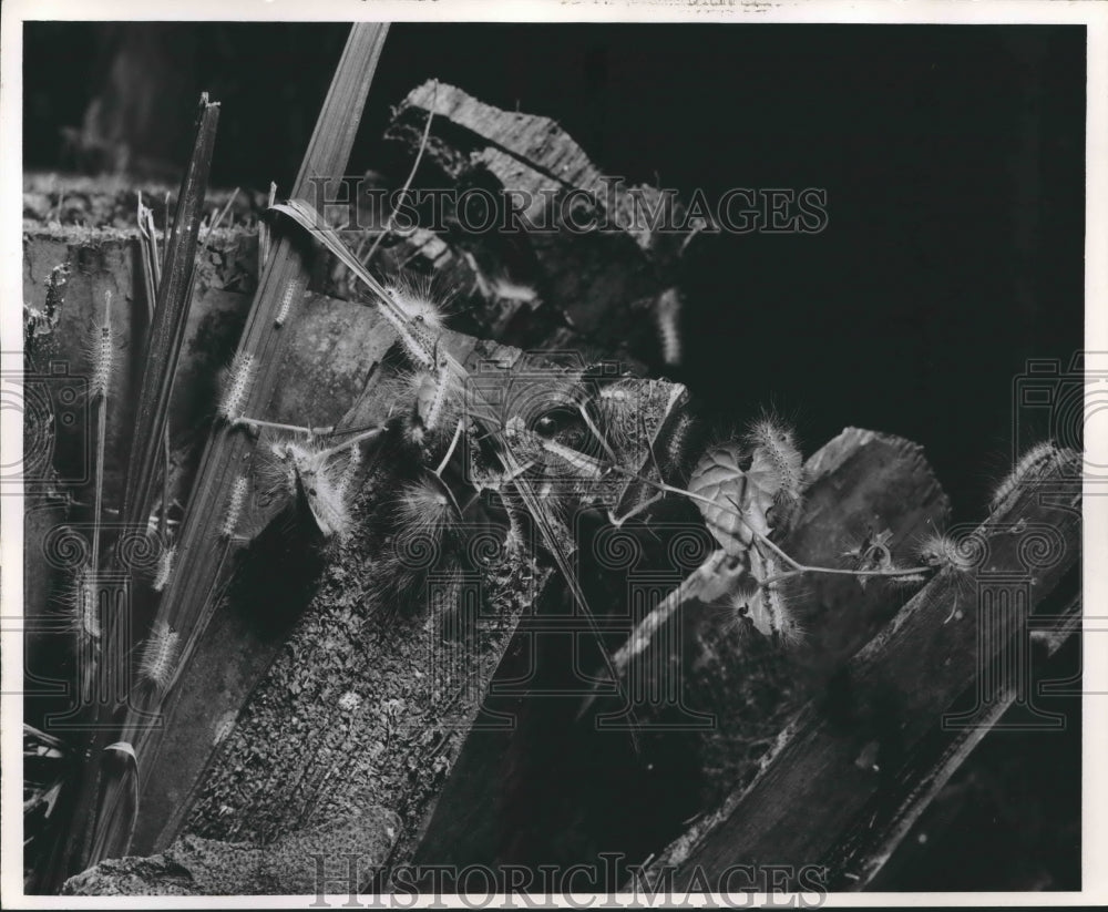 1961 Press Photo Caterpillars Feeding on Leaves