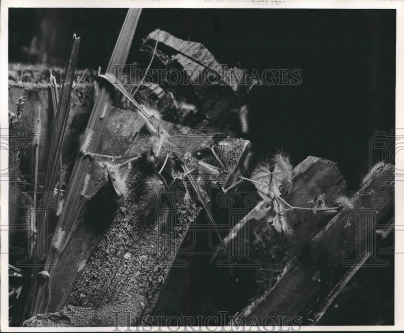 Load image into Gallery viewer, 1961 Press Photo Caterpillars Feeding on Leaves
