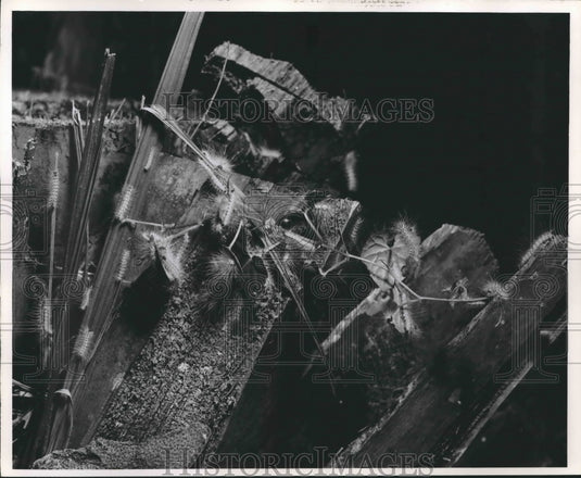 1961 Press Photo Caterpillars Feeding on Leaves