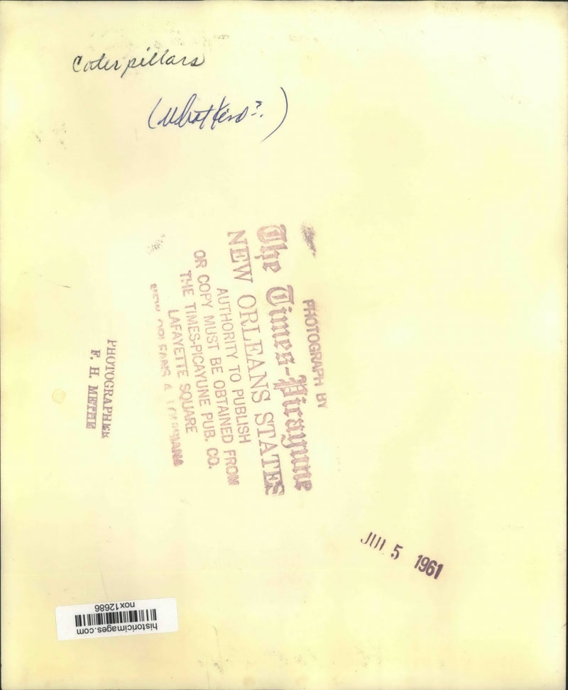Load image into Gallery viewer, 1961 Press Photo Caterpillars Feeding on Leaves
