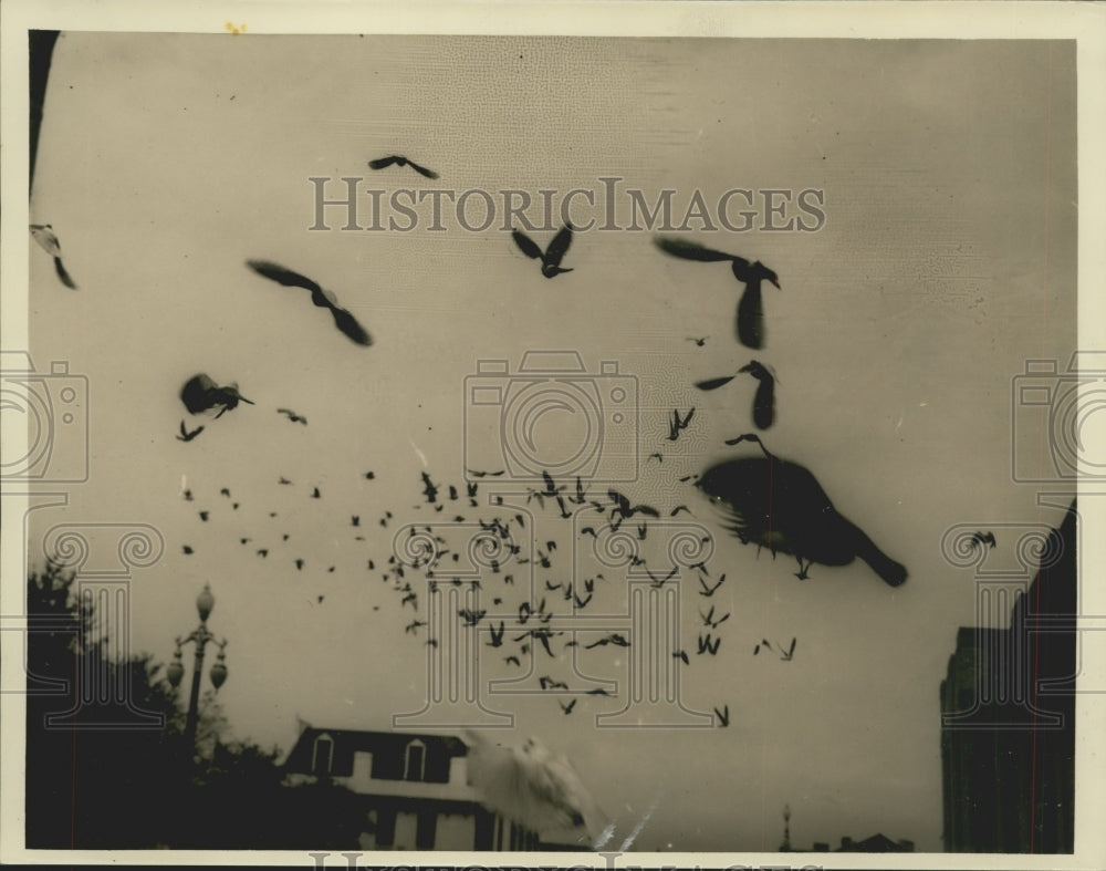 1940 Press Photo Pigeons being released at the Poultry Show in New Orleans