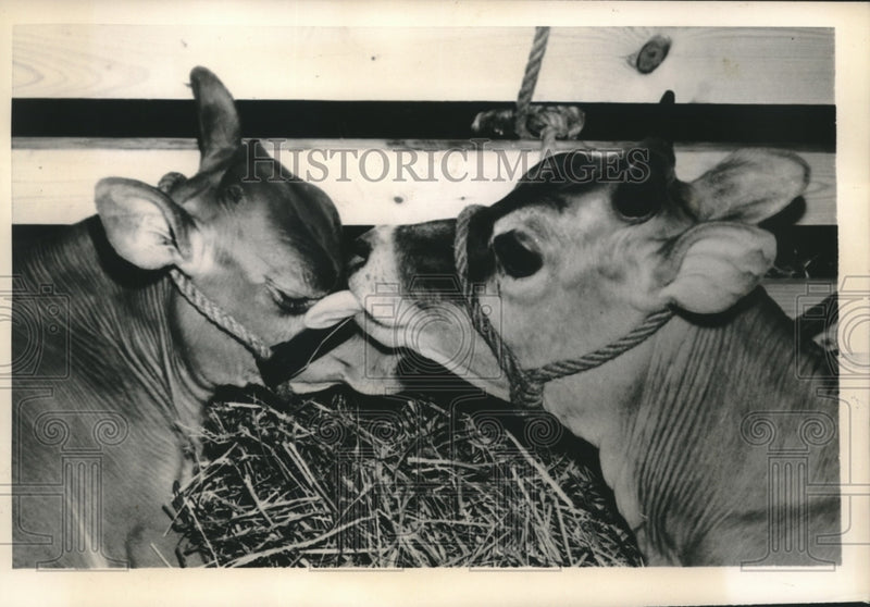 Load image into Gallery viewer, 1952 Press Photo Prize Jersey Bovine Pearl and Companion Dotty, Cows in Stable

