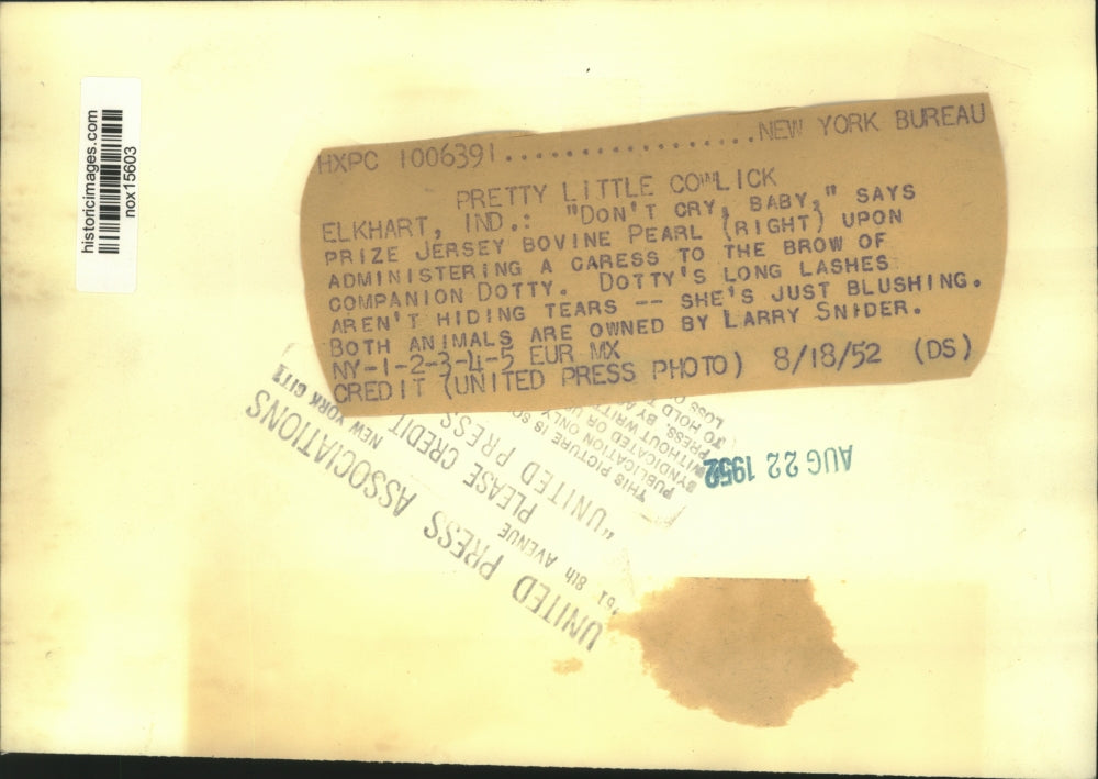 1952 Press Photo Prize Jersey Bovine Pearl and Companion Dotty, Cows in Stable