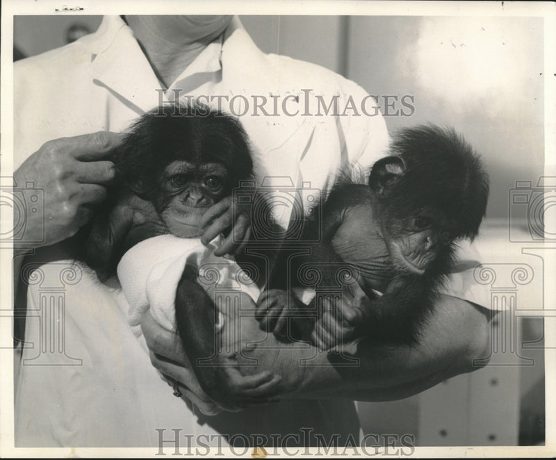 Load image into Gallery viewer, 1966 Press Photo Twin chimps born at Delta Regional Primate Center - nox18692
