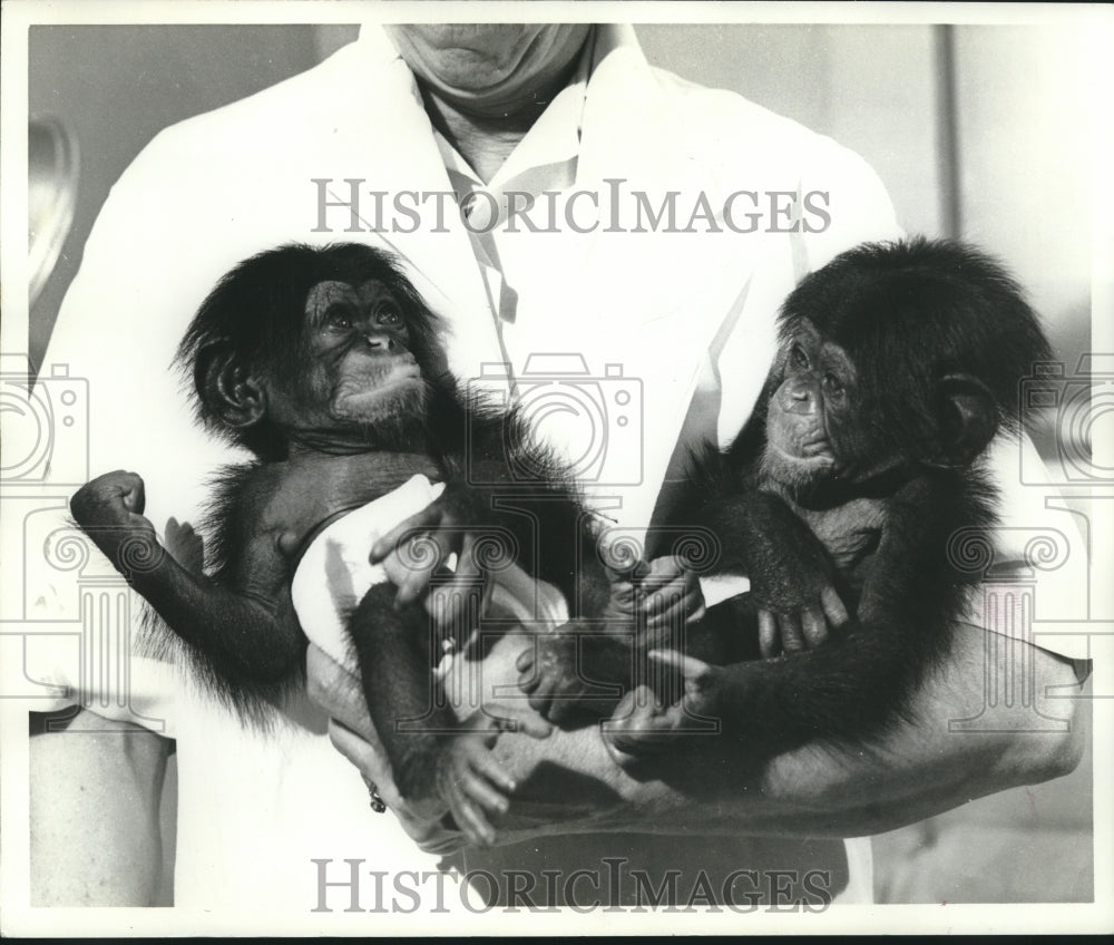 1968 Press Photo Twin chimps born at Delta Regional Primate Center - nox18694