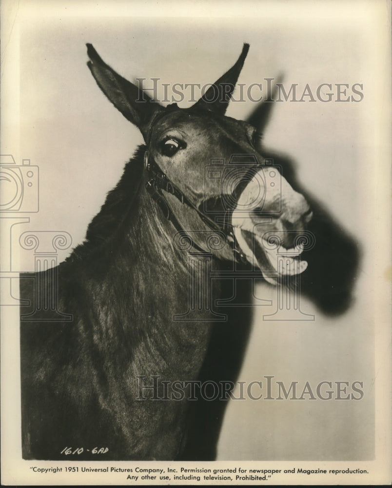 1951 Press Photo Universal International Pictures presents "Stables"