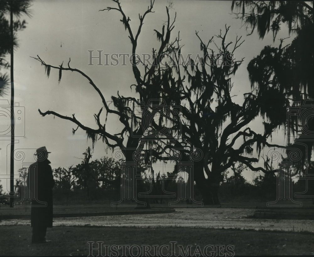 1947 Press Photo Fontainebleau Park on Lake Pontchartrain shores in wintertime