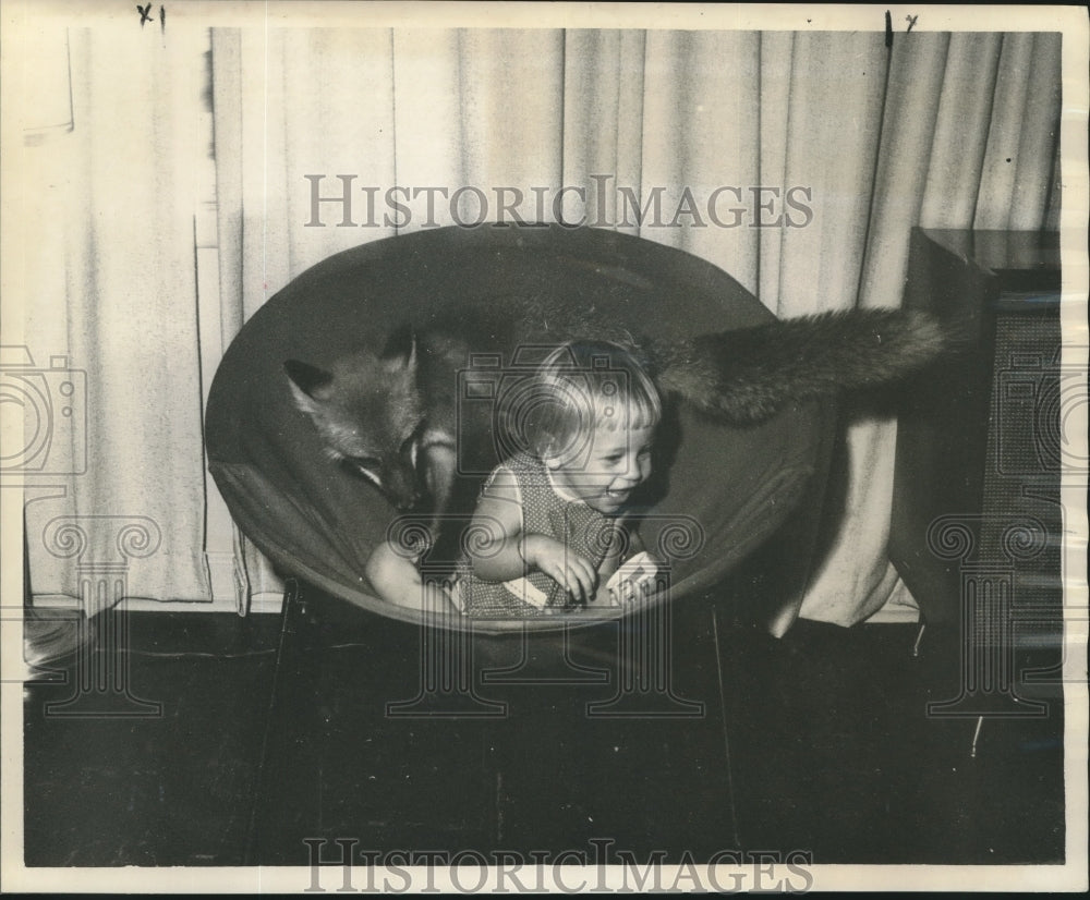 1959 Press Photo Mike, the red fox, &amp; Chris Whilfield vie for a chair in MS