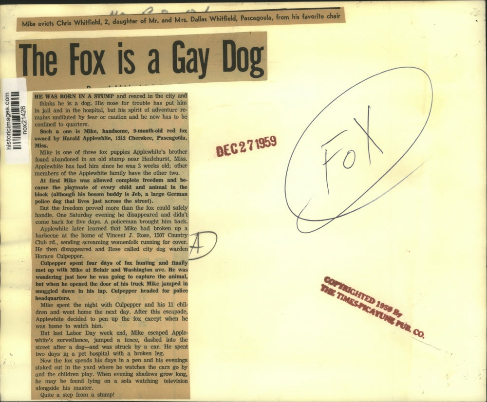 1959 Press Photo Mike, the red fox, & Chris Whilfield vie for a chair in MS