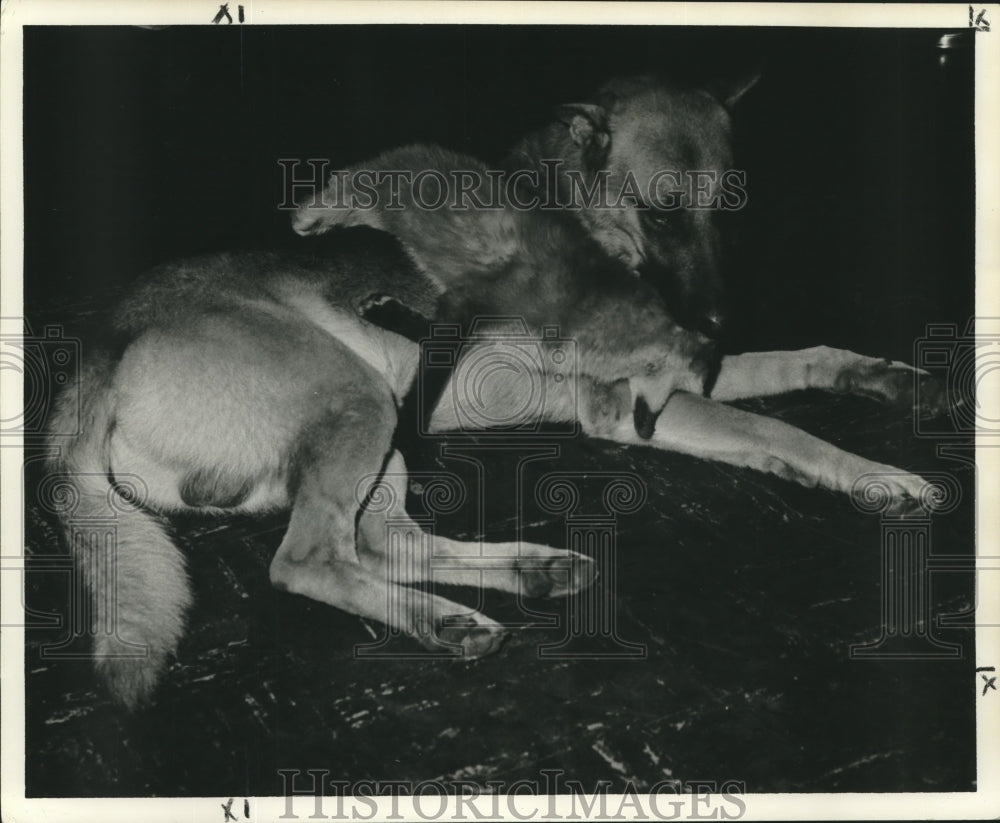 Press Photo Fox plays with Jeb, German police dog - nox21428