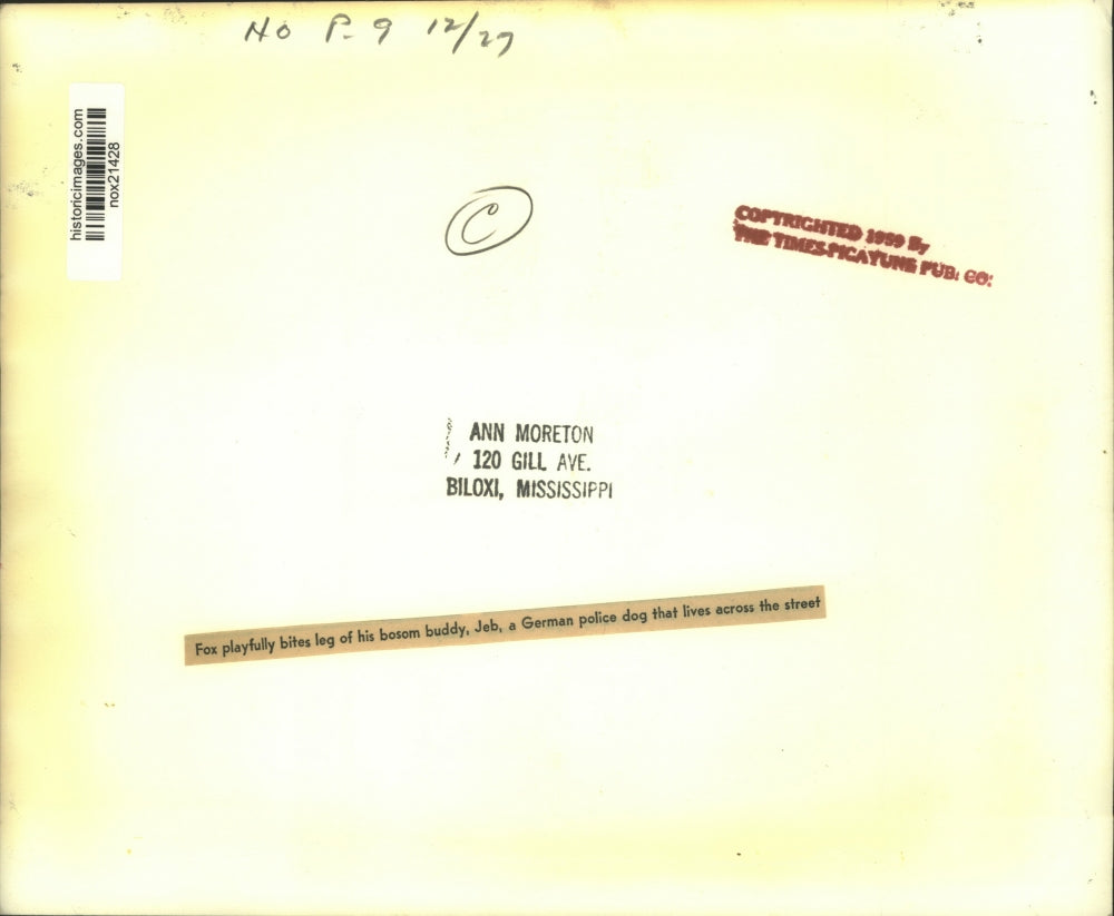 Press Photo Fox plays with Jeb, German police dog - nox21428