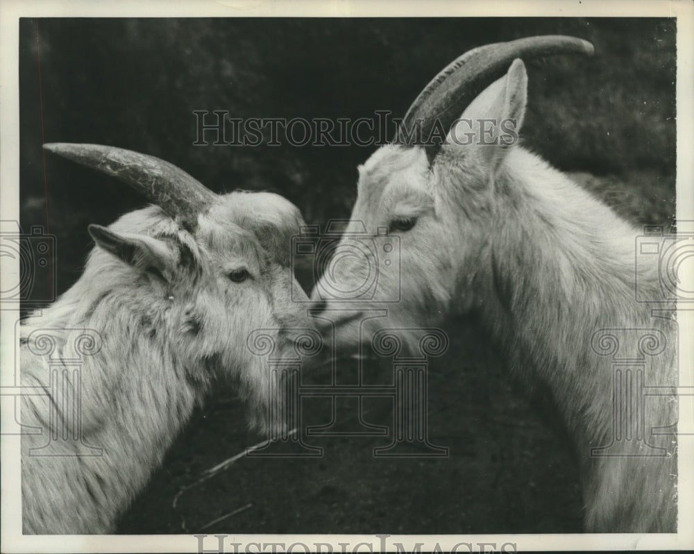 1959 Press Photo Goats face off at the London Zoo - nox22890