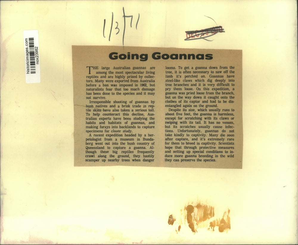 1970 Press Photo Man holding up goannas, Australia - nox23982