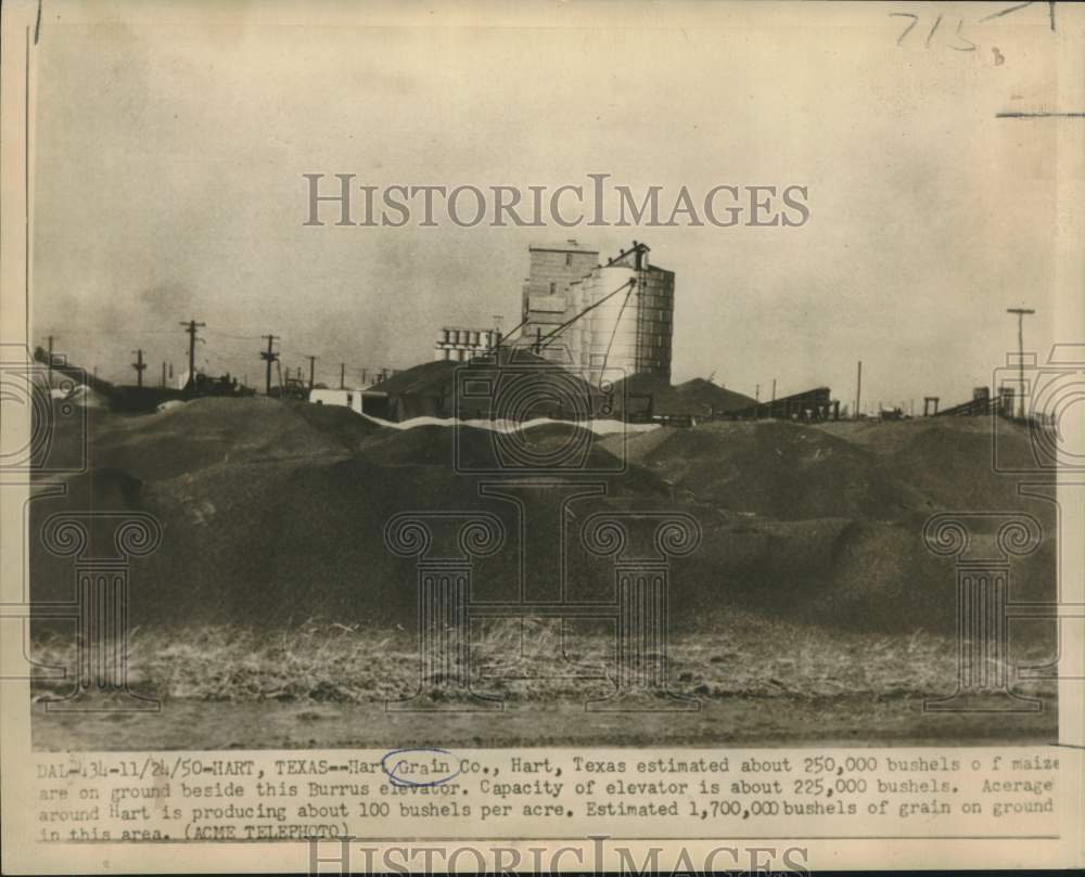 1950 Press Photo 250,000 Bushels of Maize on Ground at Hart Grain Company, Texas