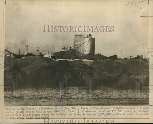 1950 Press Photo 250,000 Bushels of Maize on Ground at Hart Grain Company, Texas