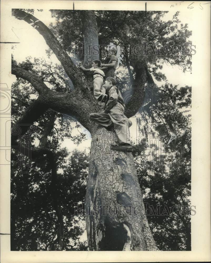 1956 Press Photo Kids up in &quot;The &quot;Pirate Tree&quot; Scanning Lake - nox25991