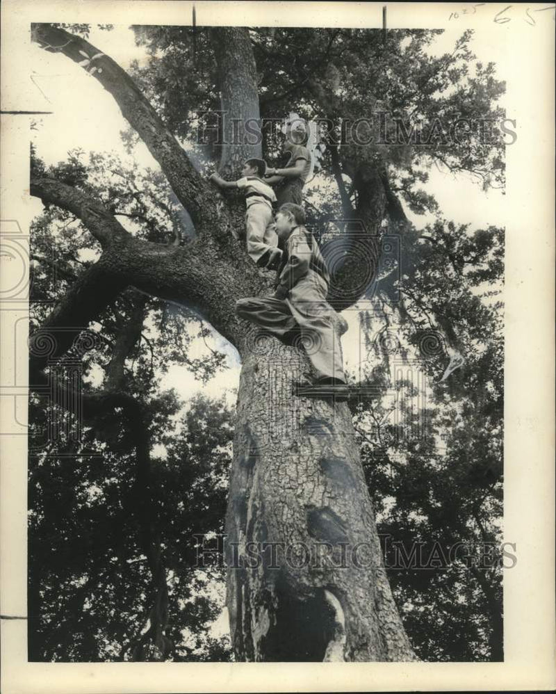 Load image into Gallery viewer, 1956 Press Photo Kids up in "The "Pirate Tree" Scanning Lake - nox25991
